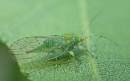 Réf. 237 566 : Psylla alni
